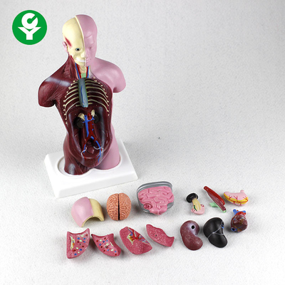 PVC Anatomy Physiology Body Mini Torso Model 12X6X28CM Carton Packaging