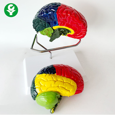 Anatomical Life Size Brain Model Of Two Slice Chromatic Separation 1.0 Kg