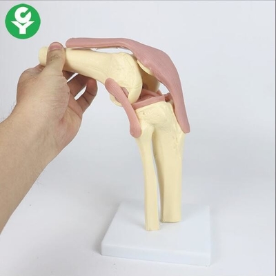 Life Size Knee Joint Model Ligament Functional 12 X 33 X 12