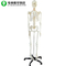 Whole Human Body Skeleton Model / Specimens Anatomical Skeleton Full Size