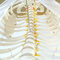 Whole Human Body Skeleton Model / Specimens Anatomical Skeleton Full Size