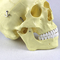 Head Anatomy Skull Model Plastic 20X14X20 Cm Single Package Size High Precision