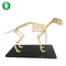 Skeletal Natural Bone Animal Anatomy Models / Anatomical Cat Skeleton Model