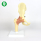 Plastic Anatomy Hip Joint Model For Teaching 0.6 Kg Single Gross Weight