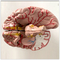 8 Parts Brain Anatomy Model Medical Science Subject Human Life Size 1.5 Kg