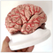 8 Parts Brain Anatomy Model Medical Science Subject Human Life Size 1.5 Kg