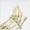 Right Foot  Human Joints Model Metacarpal White Color Multi Functional