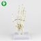 Human Left Hand Joint Model Metacarpal 12X10X8 Cm Single Package Size