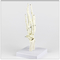 Human Left Hand Joint Model Metacarpal 12X10X8 Cm Single Package Size