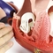 Jumbo Anatomical Plastic Human Heart Model Medical