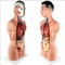 Human Body Torso Model With Viscera Aids Children Learning