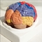 Functional Area Brain Anatomy Model Colored Explanation Teach