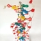 Biological Educational Molecule DNA Structure Model