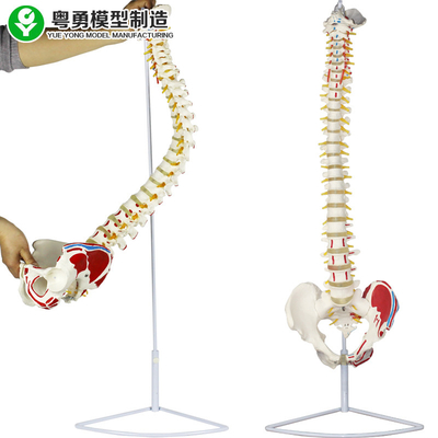 Mô hình cột sống y tế Mô hình xương chậu Femur Head Giải phẫu