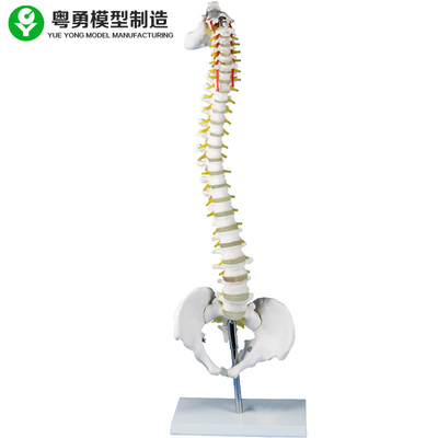 Mô hình bộ xương mô hình thắt lưng với giảng dạy y khoa