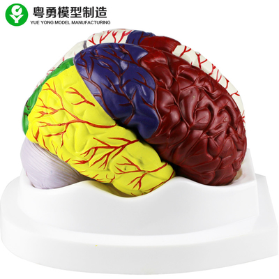 Mô hình giải phẫu não người / Mô hình não nhựa giáo dục Vật liệu PVC