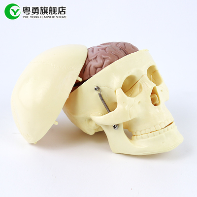 Mô hình sọ giải phẫu trung bình / Sọ nhựa người với giải phẫu não