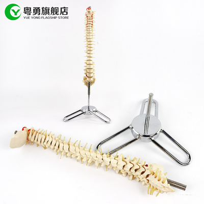 Mô hình bộ xương cột sống cỡ trung bình / Mô hình giải phẫu cột sống Kích thước 10X38X10CM