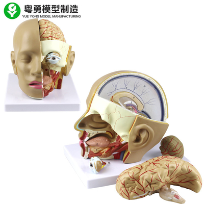 Mô hình hộp sọ giải phẫu bằng nhựa / Mô hình giải phẫu đầu người bằng nhựa PVC