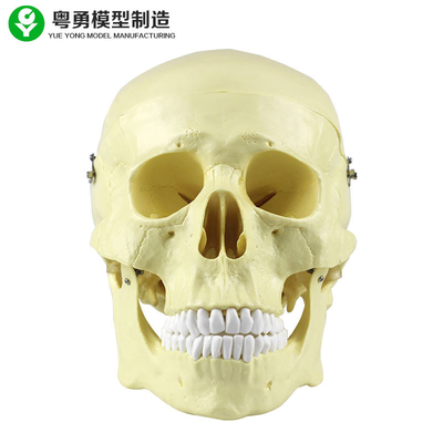 Head Anatomy Skull Model Nhựa 20X14X20 Cm Gói đơn Kích thước chính xác cao