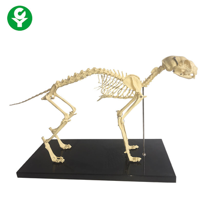 Mô hình giải phẫu xương động vật xương tự nhiên / Mô hình bộ xương mèo giải phẫu