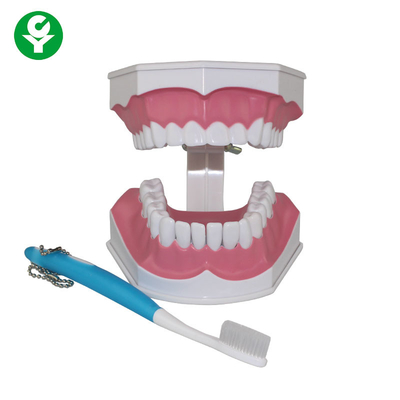 Mô hình răng người cho sinh viên nha khoa Giáo dục đánh răng