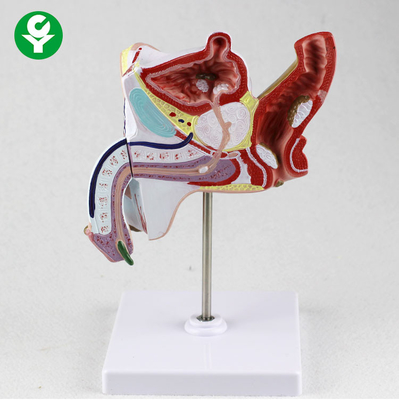 Mô hình bộ phận cơ thể giáo dục giải phẫu Mô hình hệ thống niệu sinh dục