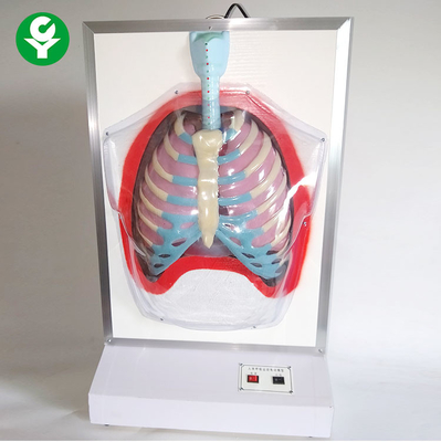 Mô hình đào tạo y tế điện / Mô hình hệ thống hô hấp của con người