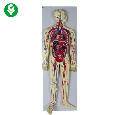Mô hình hệ thống tuần hoàn của con người / Mô hình lưu thông máu