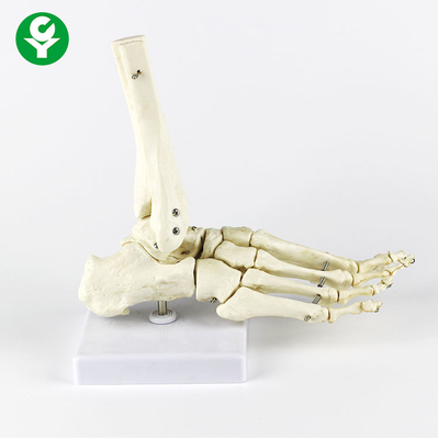 Mô hình khớp chân phải của con người Metacarpal Màu trắng đa chức năng
