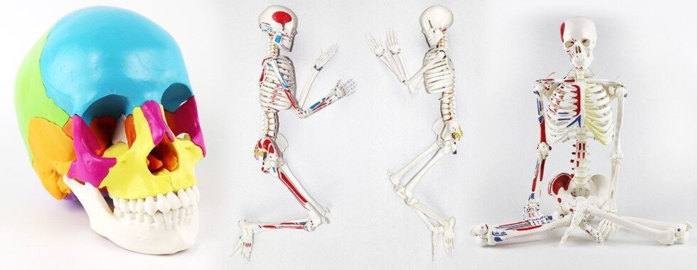 Mô hình bộ xương người