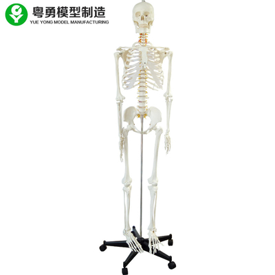 Toàn bộ cơ thể người Mô hình / Mẫu vật Bộ xương giải phẫu Kích thước đầy đủ