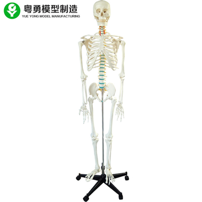 Skeleton Male Model Bone Color Sụn có thể tháo rời Iron Stand Arm Foot 3 Răng Dissectible