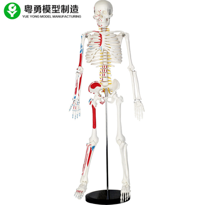 Kích thước cuộc sống bằng nhựa Mô hình bộ xương người với cơ bắp 85cm 2.0 Kg Trọng lượng