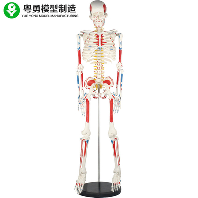 Mô hình bộ xương người trưởng thành / Mô hình giải phẫu cơ bắp và bộ xương người