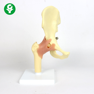 Mô hình khớp hông nhựa Anatomy cho giảng dạy 0,6 Kg Tổng trọng lượng đơn