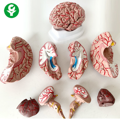 8 phần Mô hình giải phẫu não Khoa học y tế Chủ đề Cuộc sống con người Kích thước 1,5 Kg