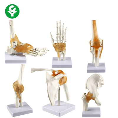 Kích thước đầy đủ của khớp người Mô hình / Vai khuỷu tay Hip Đầu gối Bàn tay khớp xương Mô hình xương