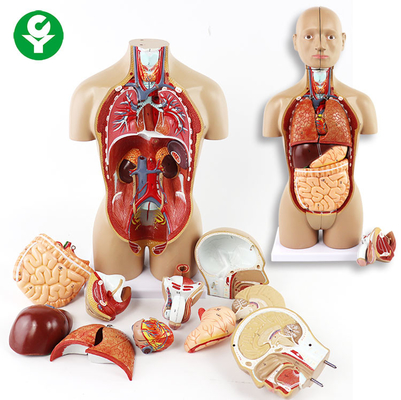 Unsex Torso Model Organs Bao gồm Trunk Head Brain Lungs Heart Heart