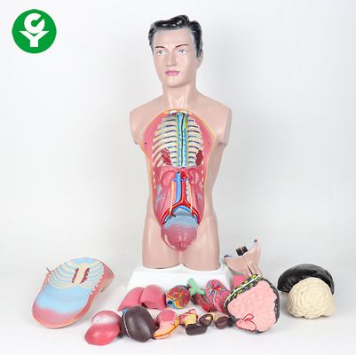 44cm Mô hình cơ thể con người cao / Mô hình giải phẫu nam Mô hình 3.0 Kg