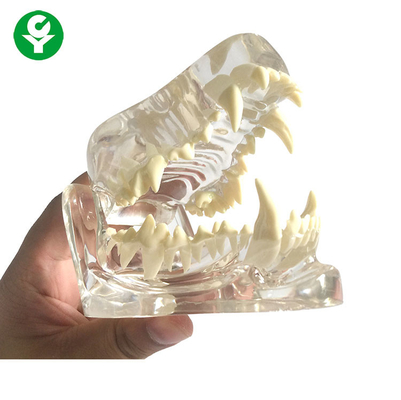 Anatomy Dog Skull Jaw Bone Trong suốt / Răng chó Mô hình Chất liệu PVC